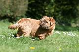 NORFOLK TERRIER 051